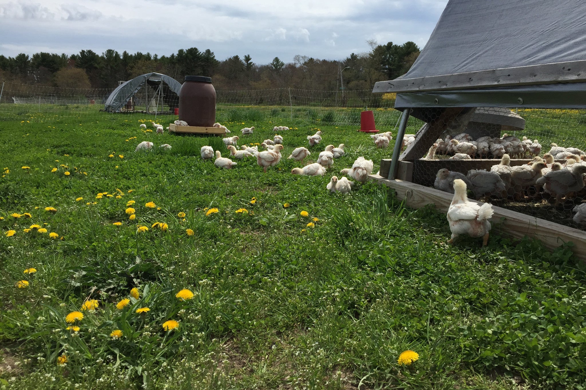 Autumns Arrival and Fall Bulk Orders