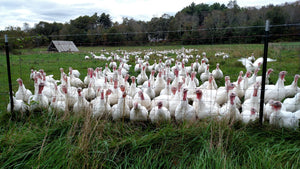 Turkey Talk
