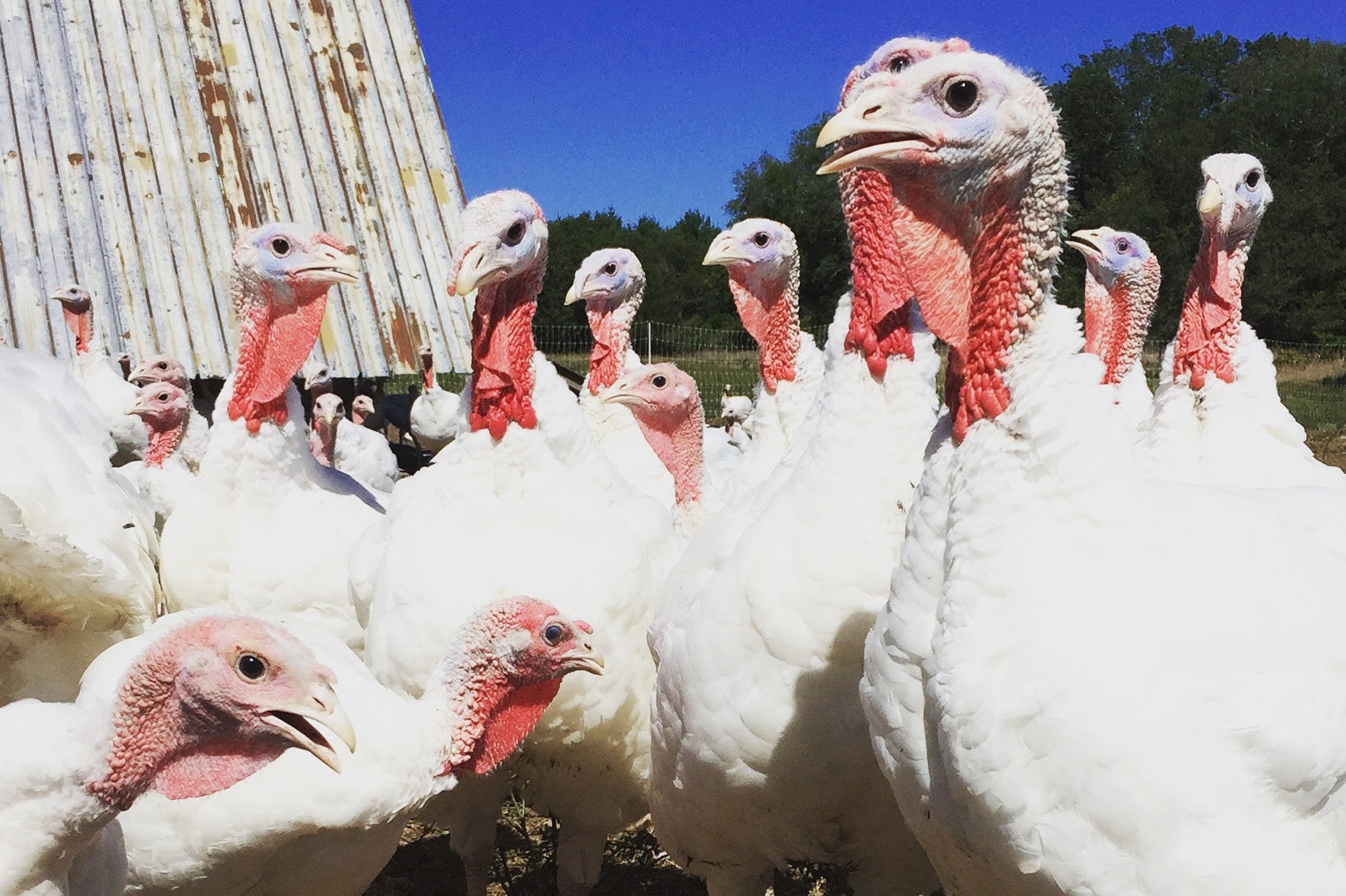 End of Summer Musings