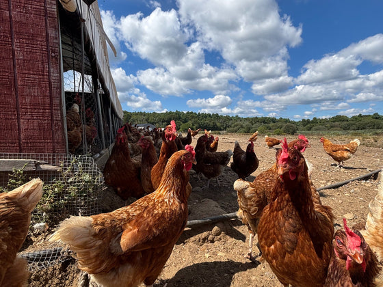 July - Newsletter